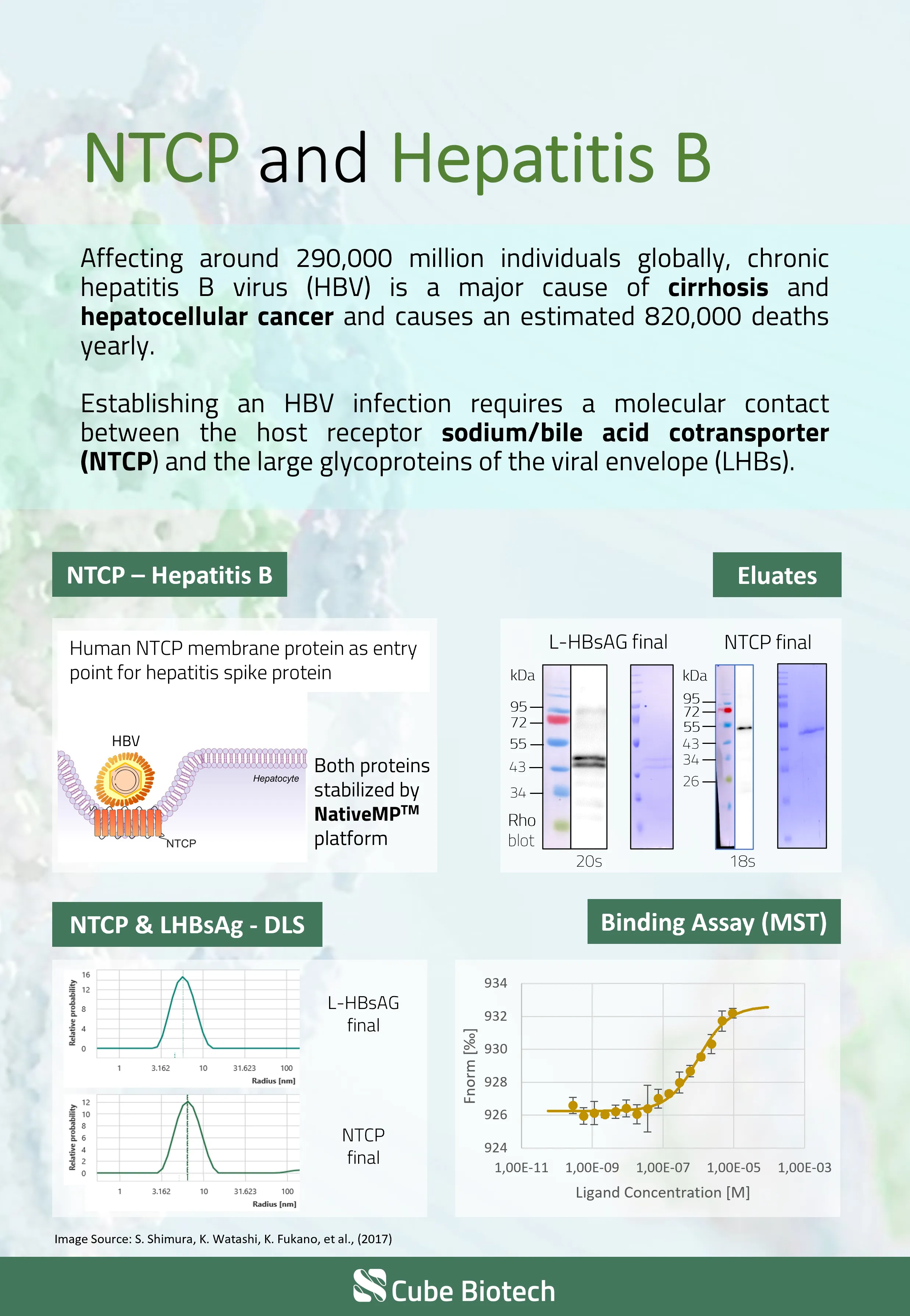 Hepatitis B & NTCP Eluates, DLS, and MST data